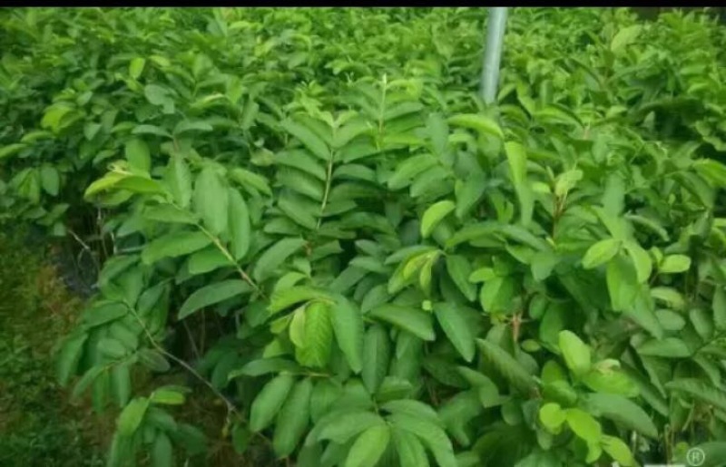 番石榴苗台芭乐珍珠釆石榴白心红心杯苗裸根产地直供