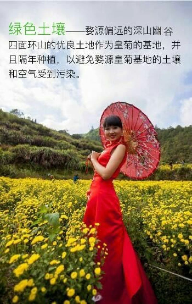 菊花茶