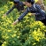 菊花茶