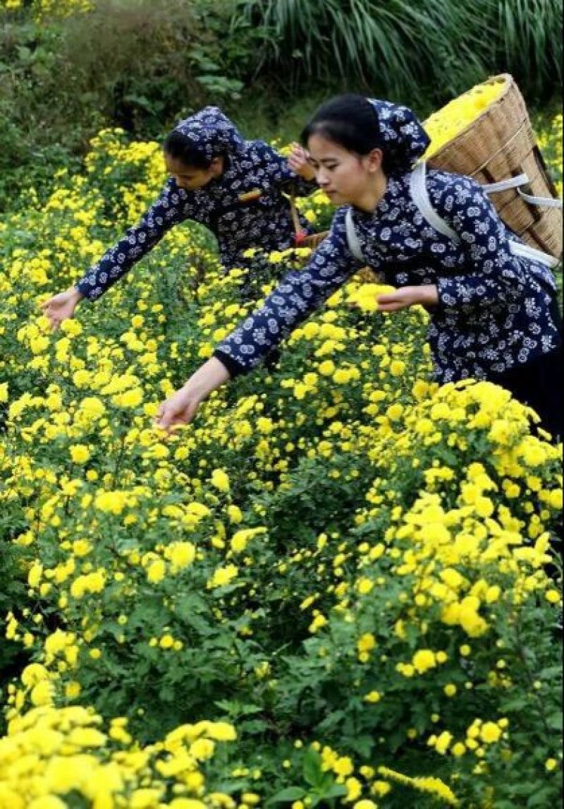 菊花茶