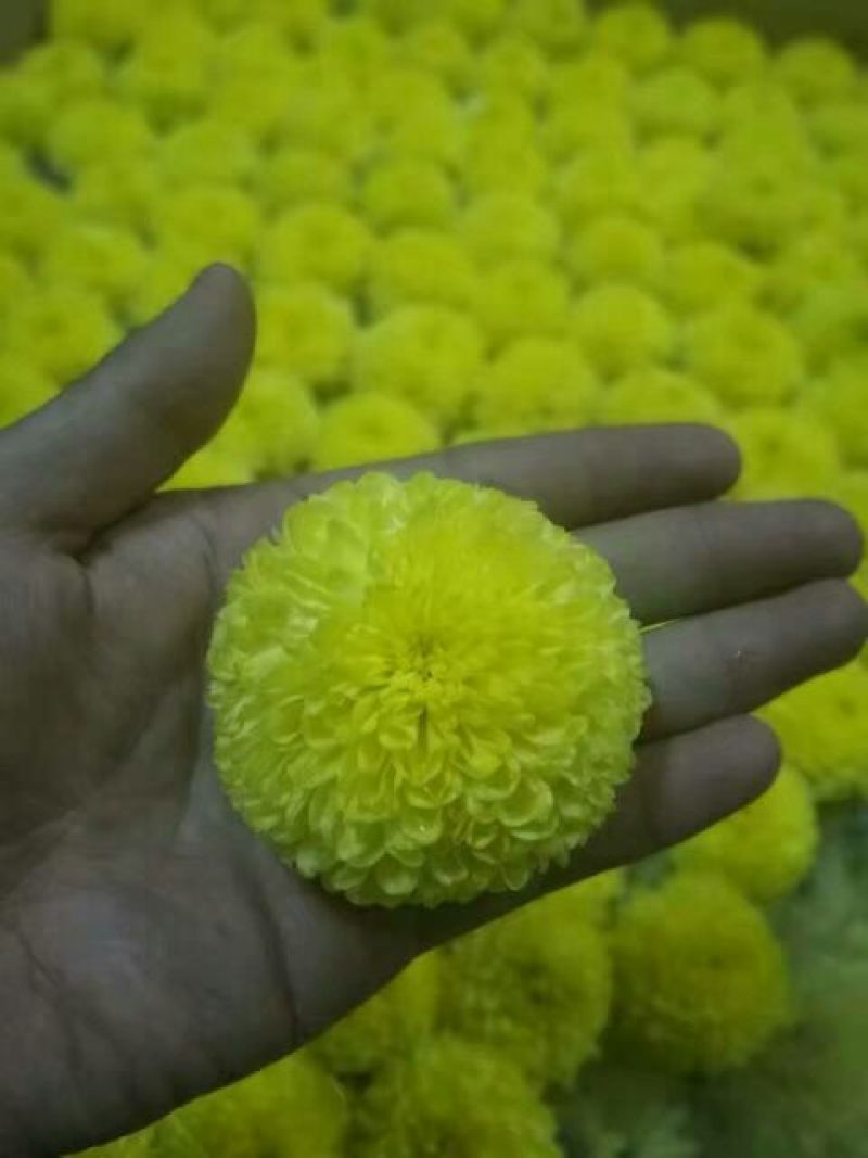菊花茶