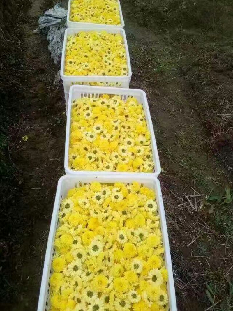 菊花茶
