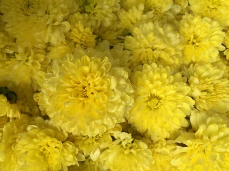 菊花茶