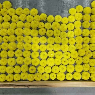 菊花茶
