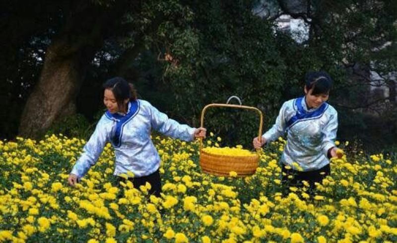 菊花茶