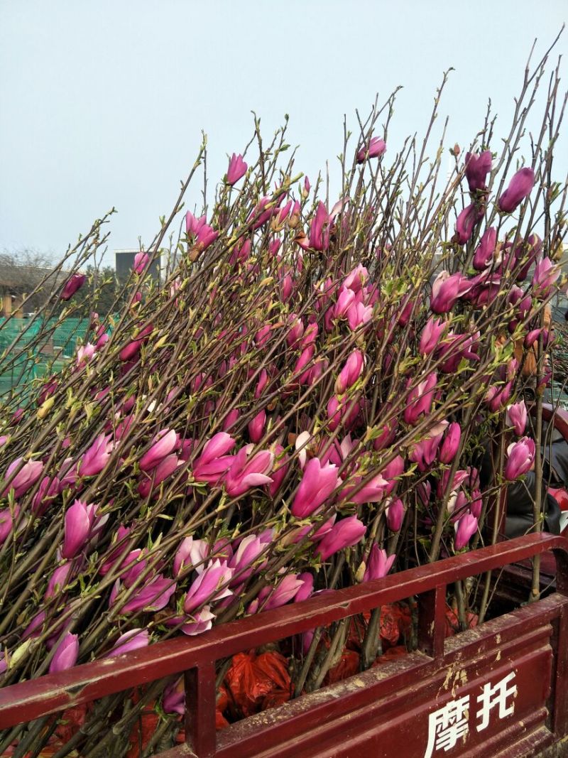紫玉兰2cm以下