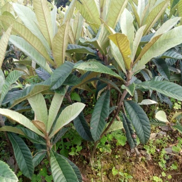 枇杷树苗51~80cm