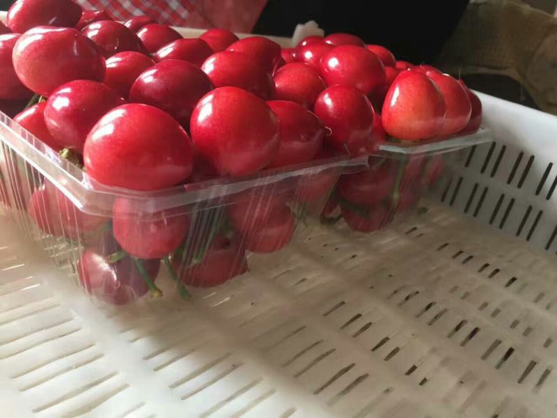 红灯樱桃10~15mm