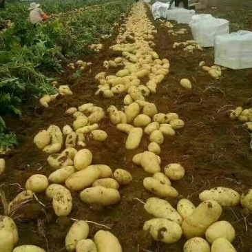 大量出售滕州优质荷兰土豆，三两以上精品货。