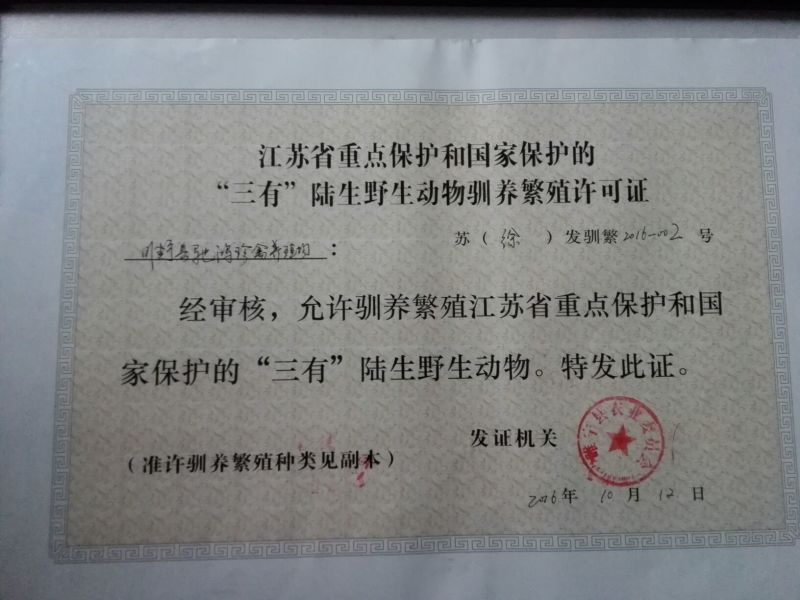 野鸡蛋可孵化，七彩山鸡蛋，山鸡种蛋孵化受精率85~95%
