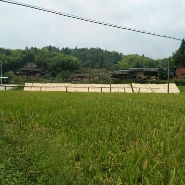 粉干