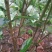 黄花梨树2~2.5m