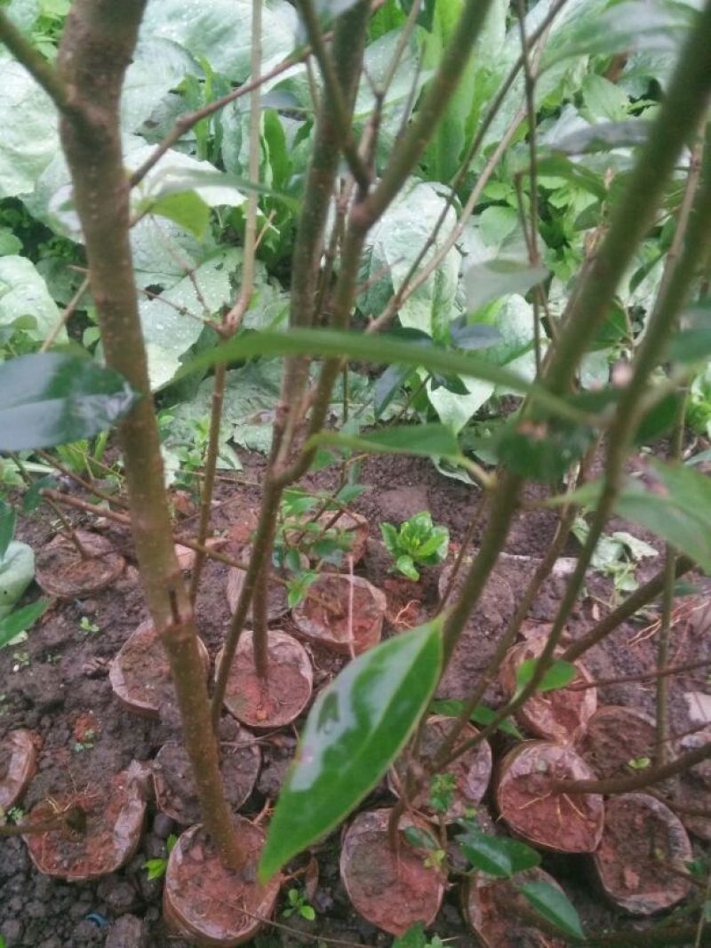 黄花梨树2~2.5m