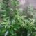 黄花梨树2~2.5m