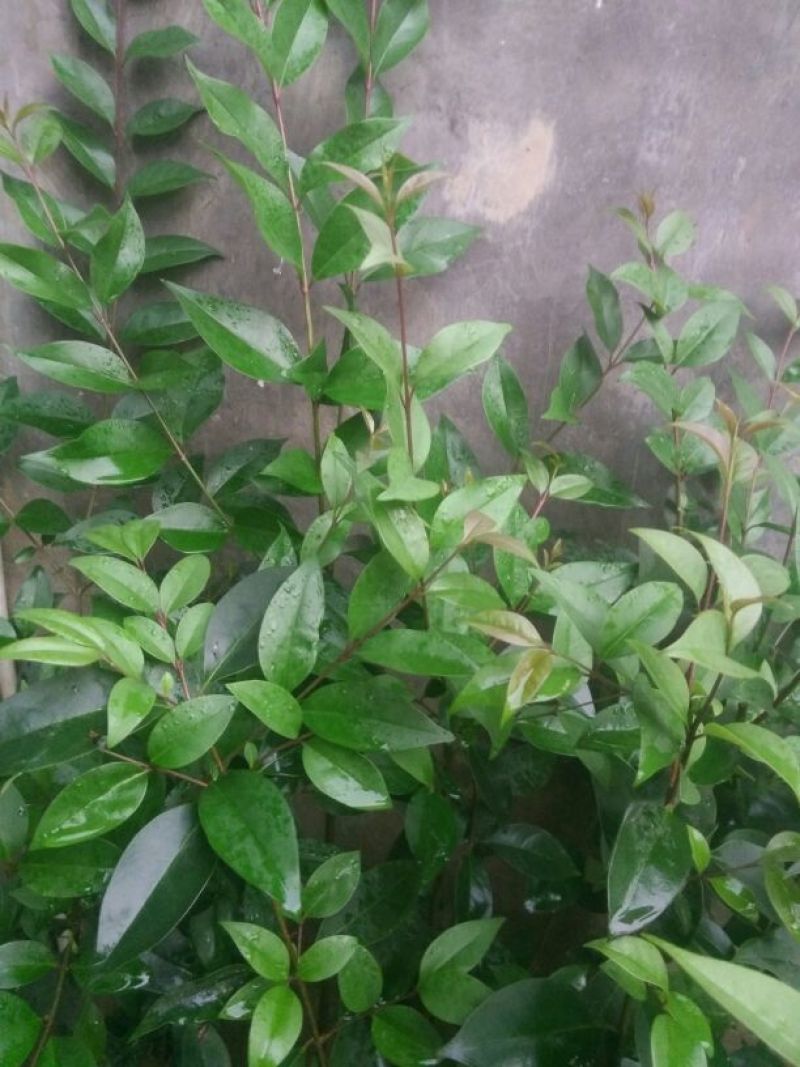 黄花梨树2~2.5m