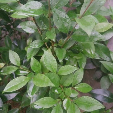 黄花梨树2~2.5m