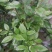 黄花梨树2~2.5m