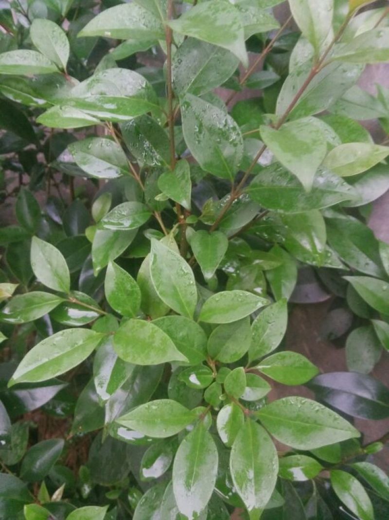 黄花梨树2~2.5m