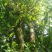 普洱绿茶