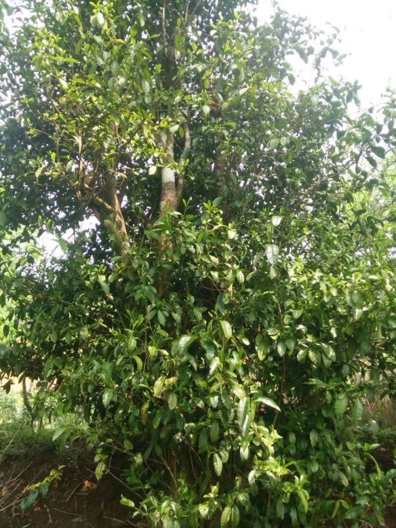 普洱绿茶