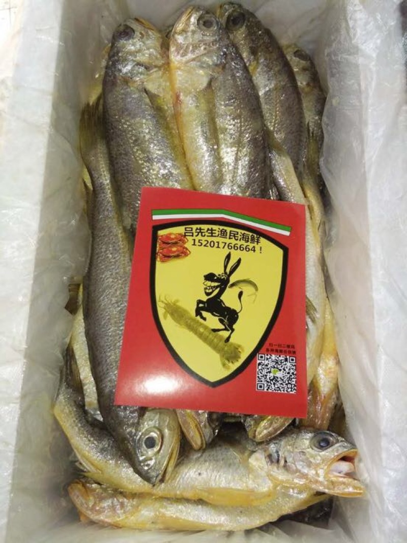 小黄鱼