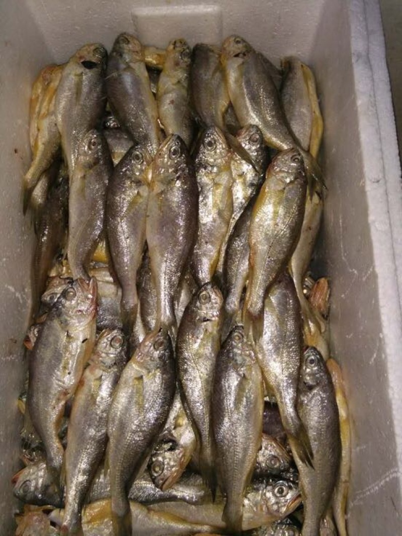 小黄鱼
