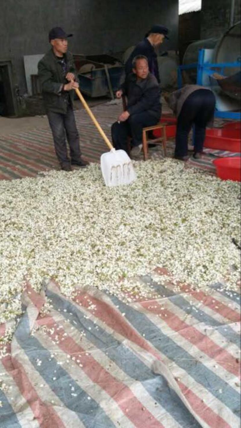 梨花粉，精粉，粗粉大量有货产地直销河北赵县