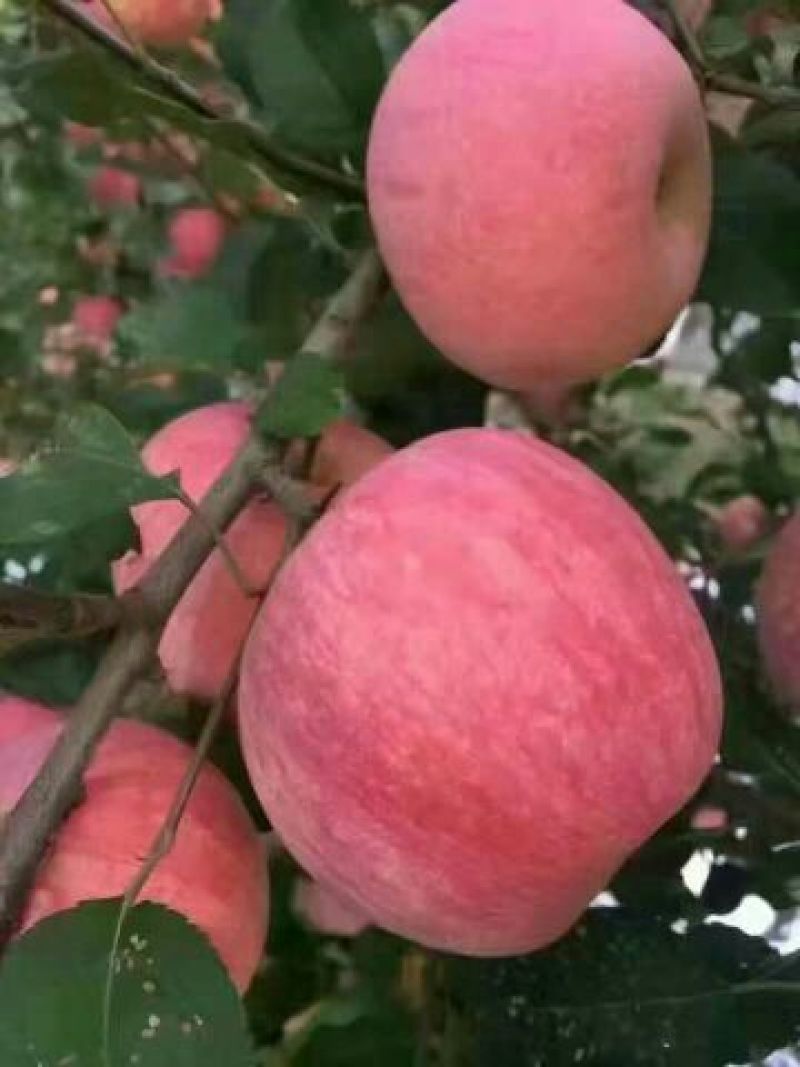大量批发烟富系列嫁接苹果树苗黄金维纳斯苹果苗等