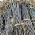 大量批发烟富系列嫁接苹果树苗黄金维纳斯苹果苗等