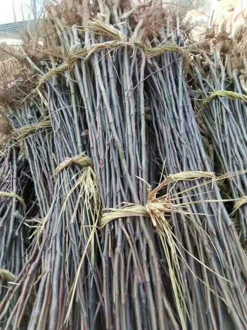 大量批发烟富系列嫁接苹果树苗黄金维纳斯苹果苗等