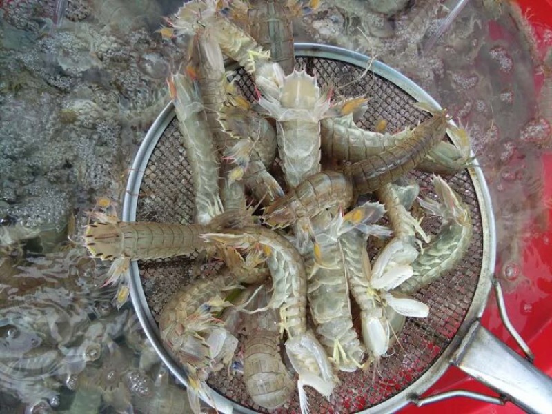 皮皮虾