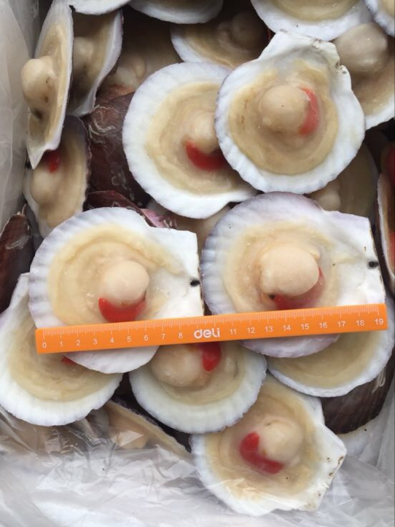 虾夷扇贝