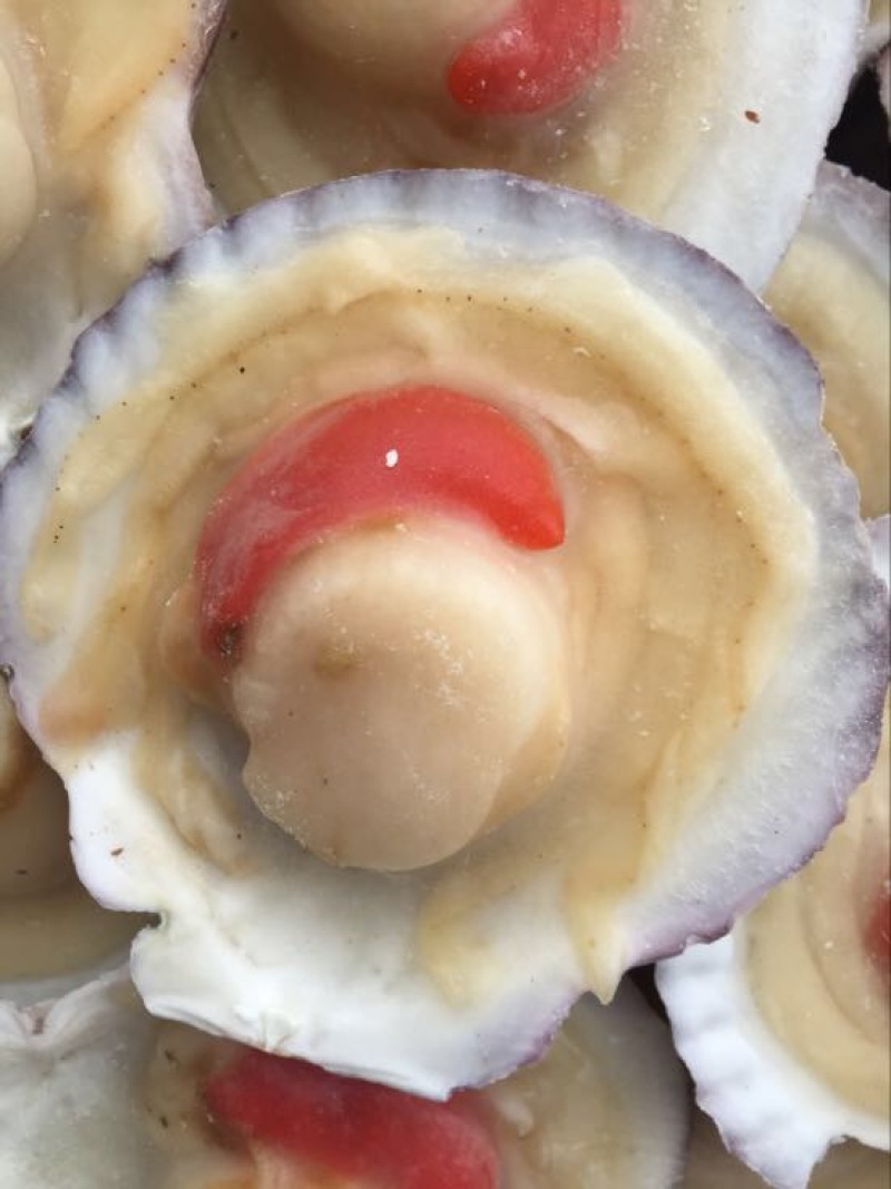 虾夷扇贝