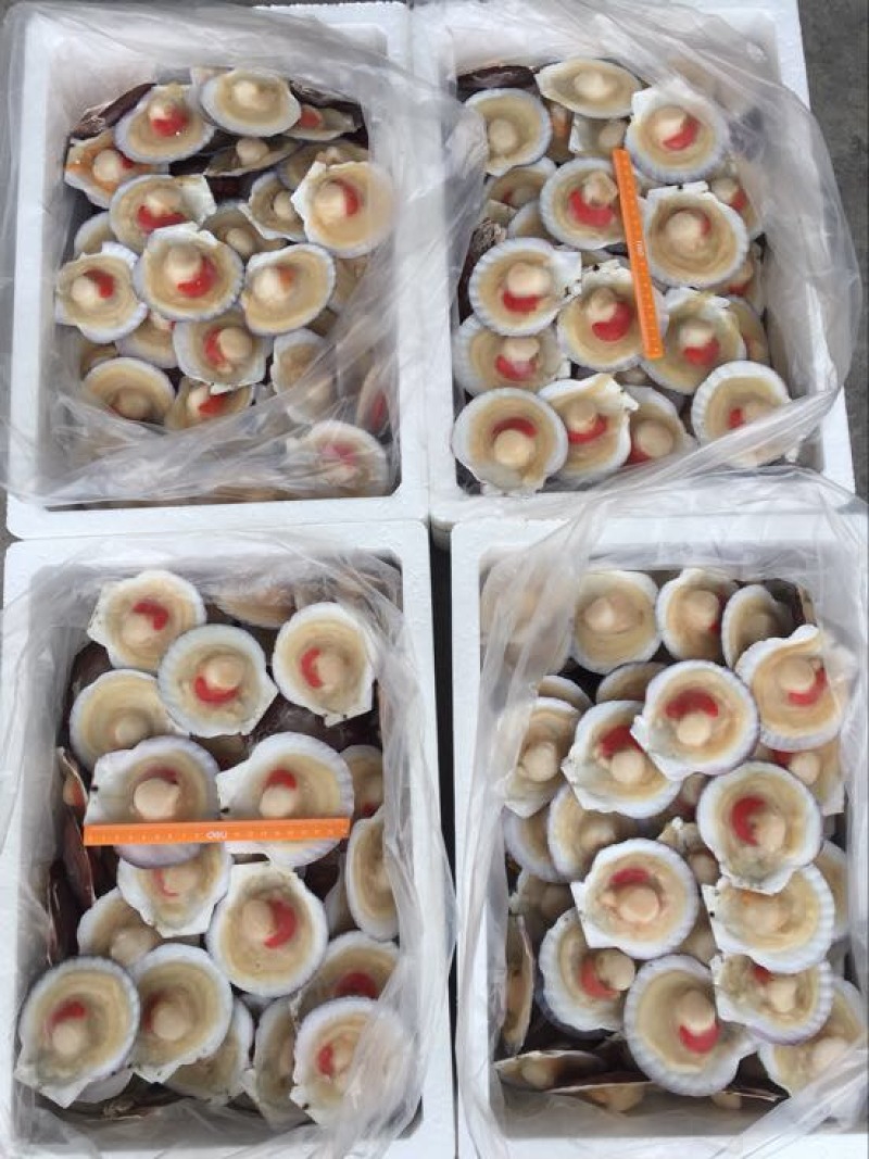 虾夷扇贝
