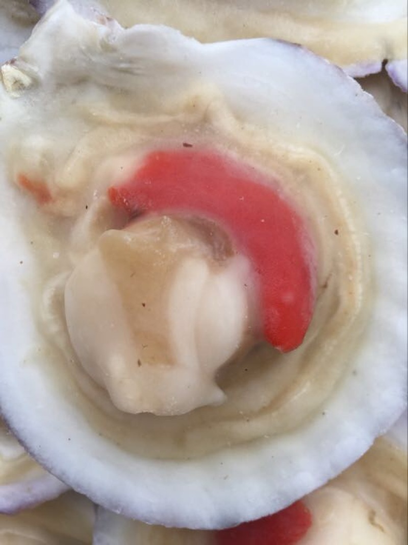 虾夷扇贝