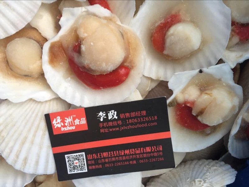 虾夷扇贝