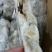 虾夷扇贝