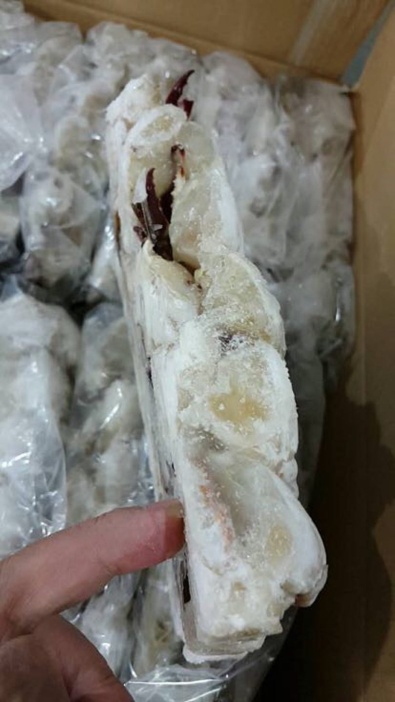 虾夷扇贝