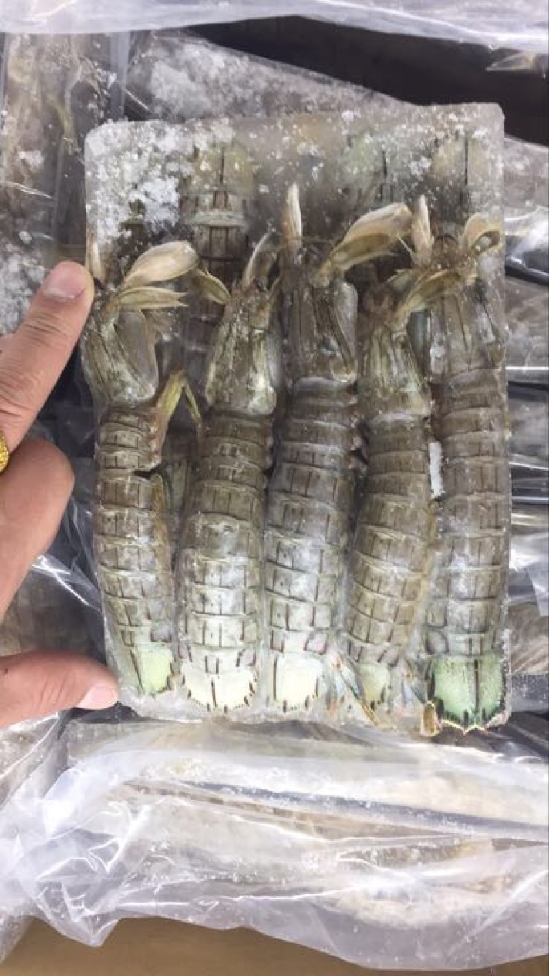 虾夷扇贝