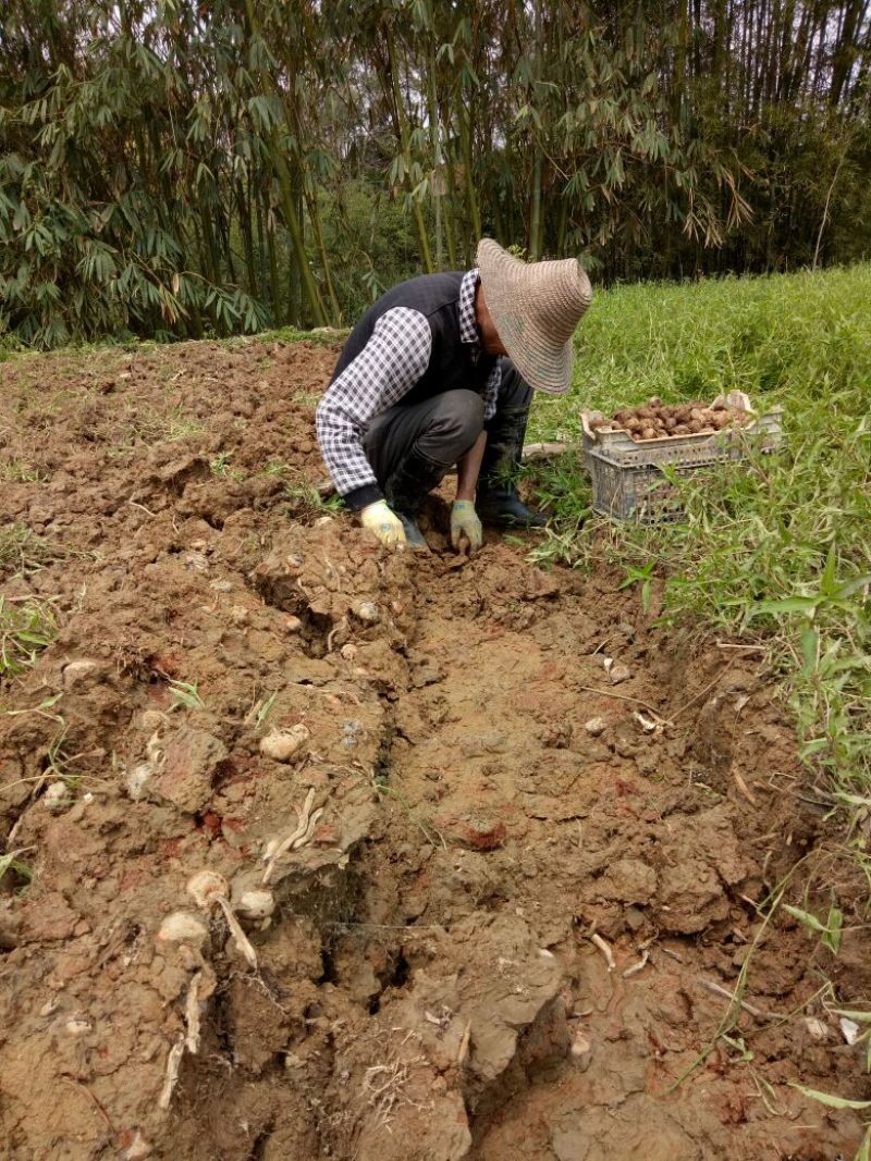 广西荔浦马蹄荸荠大号带皮毛马蹄地栗清甜无渣