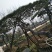 造型松造型景松黑松泰山景松油松