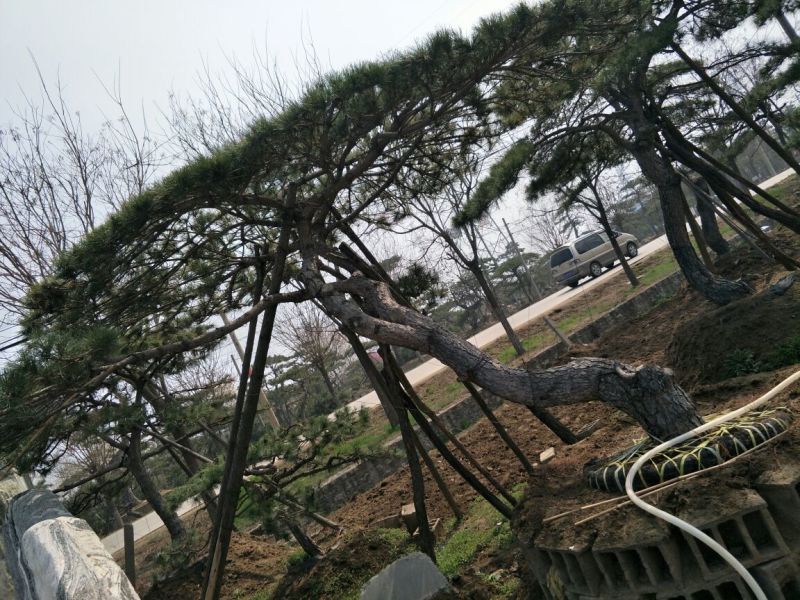 造型松造型景松黑松泰山景松油松