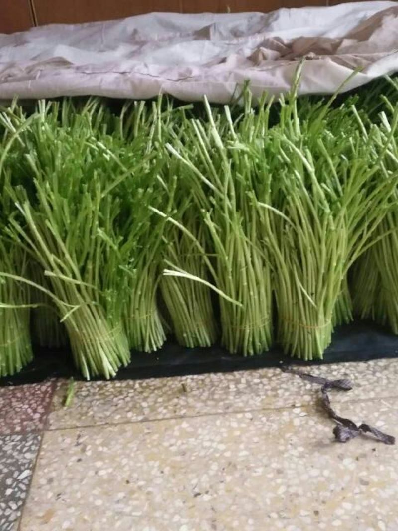 芦篙