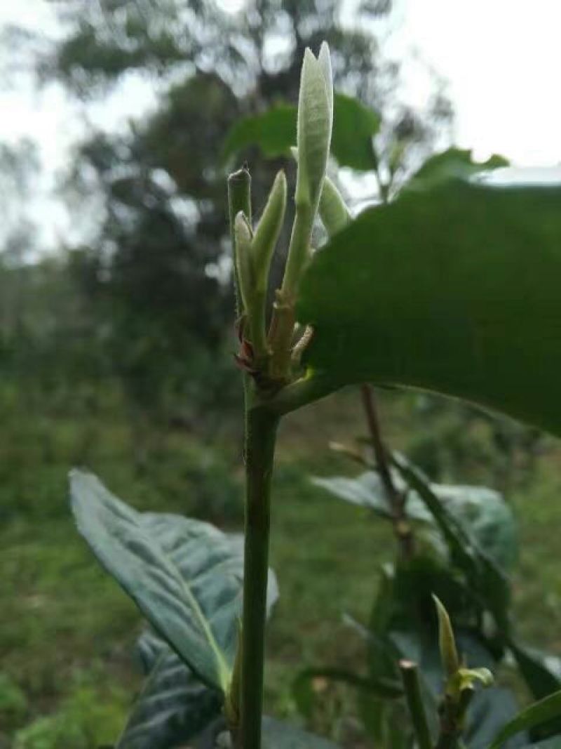 普洱绿茶
