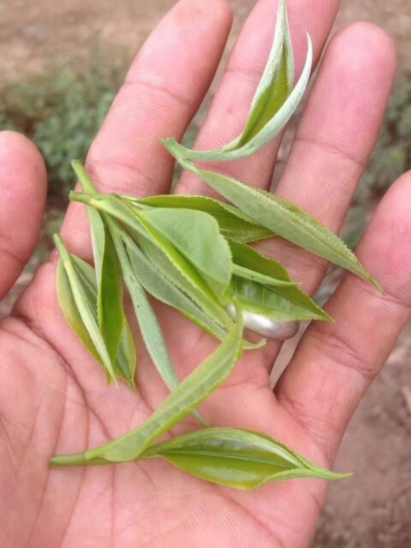 普洱绿茶