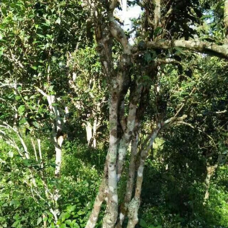 普洱绿茶