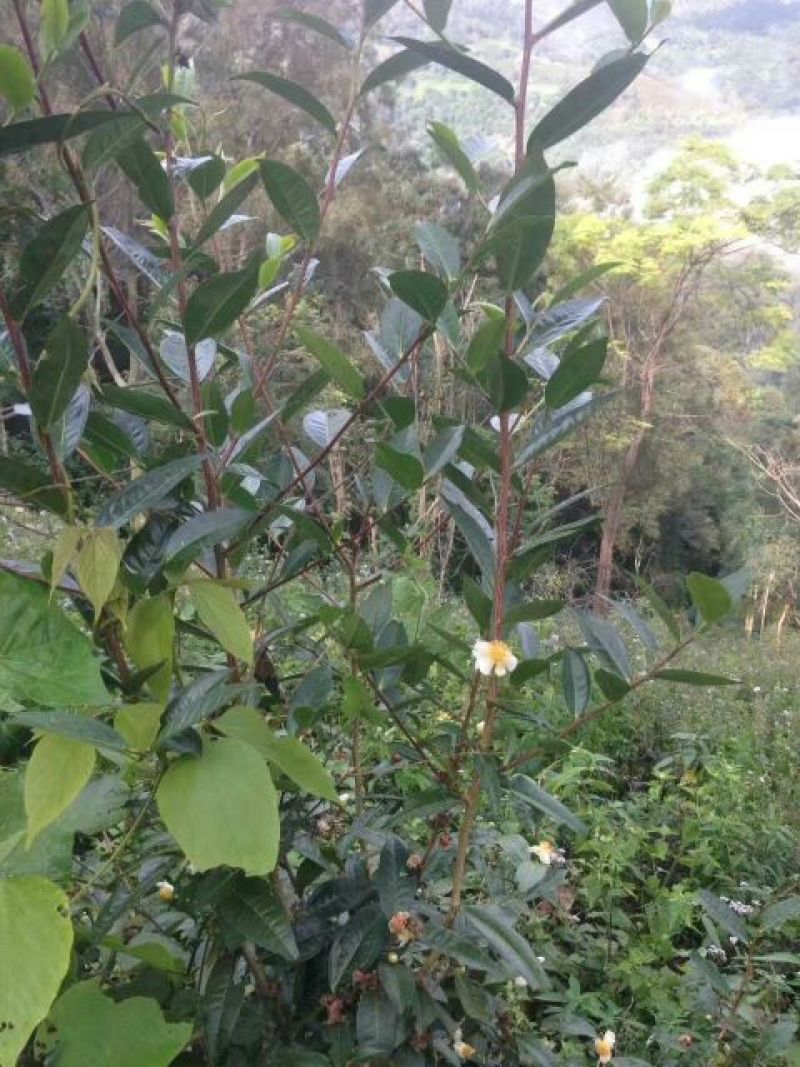 普洱绿茶