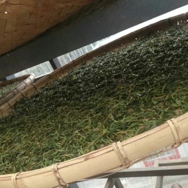 普洱绿茶
