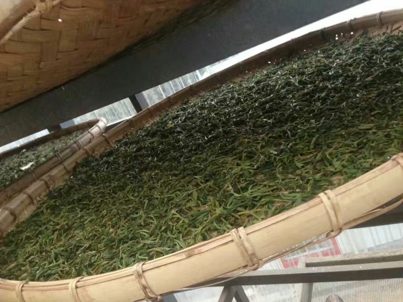 普洱绿茶