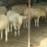 肉牛200~300斤山西肉牛养殖场货量充足来电